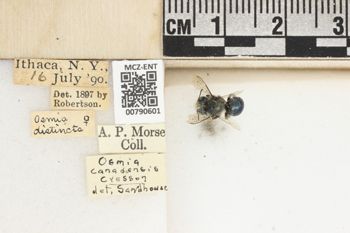Media type: image;   Entomology 790601 Aspect: Labels